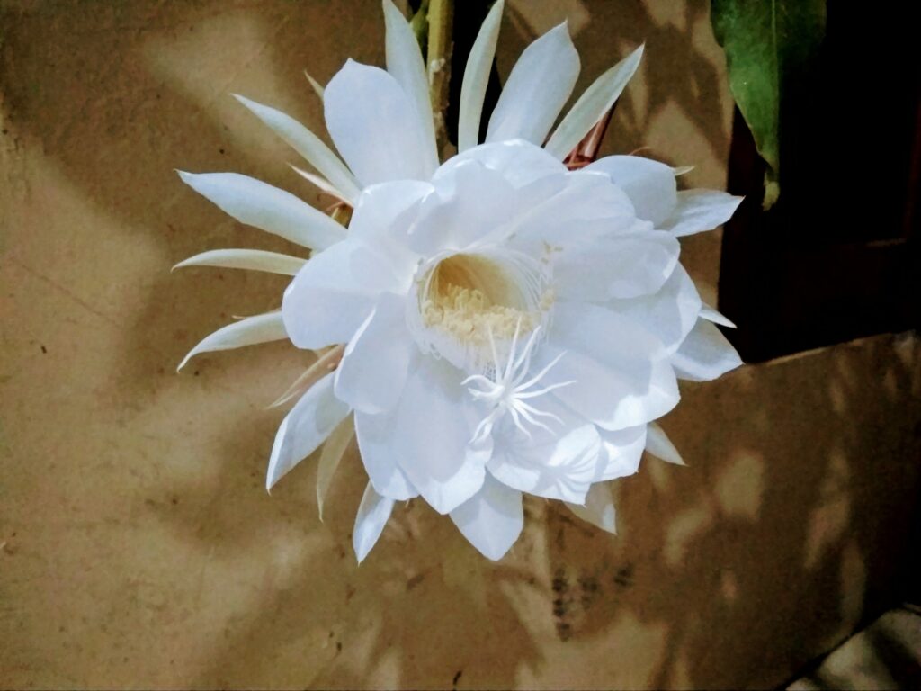 Epiphyllum Oxypetalum