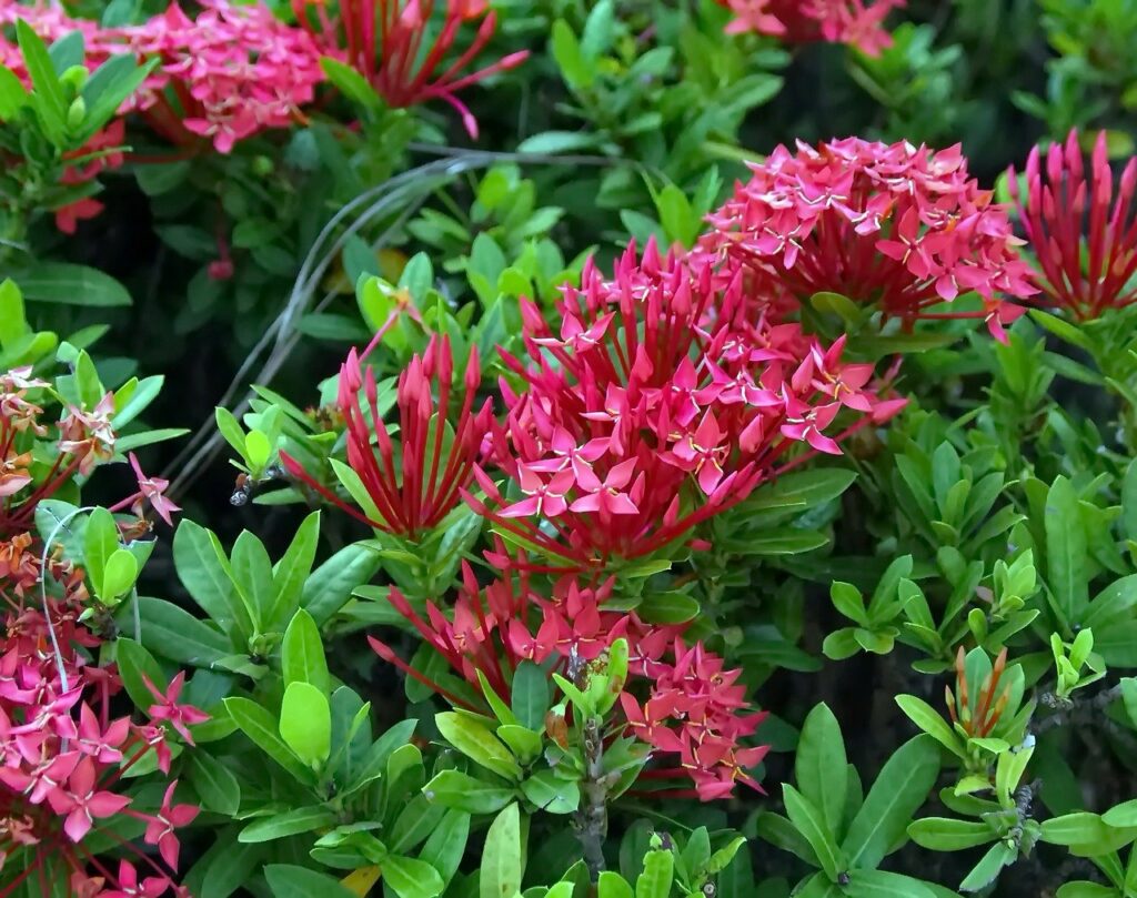 Ixora