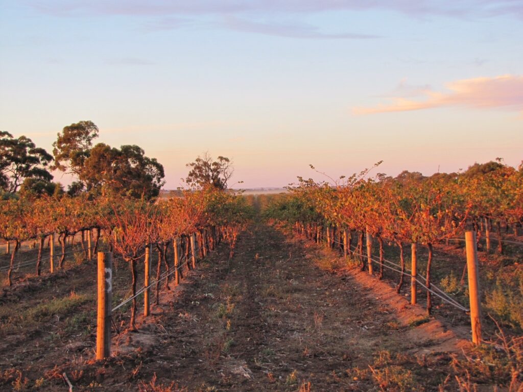 Vallée de la Barossa