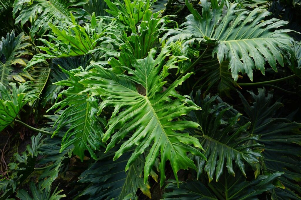 à feuille d'acacia