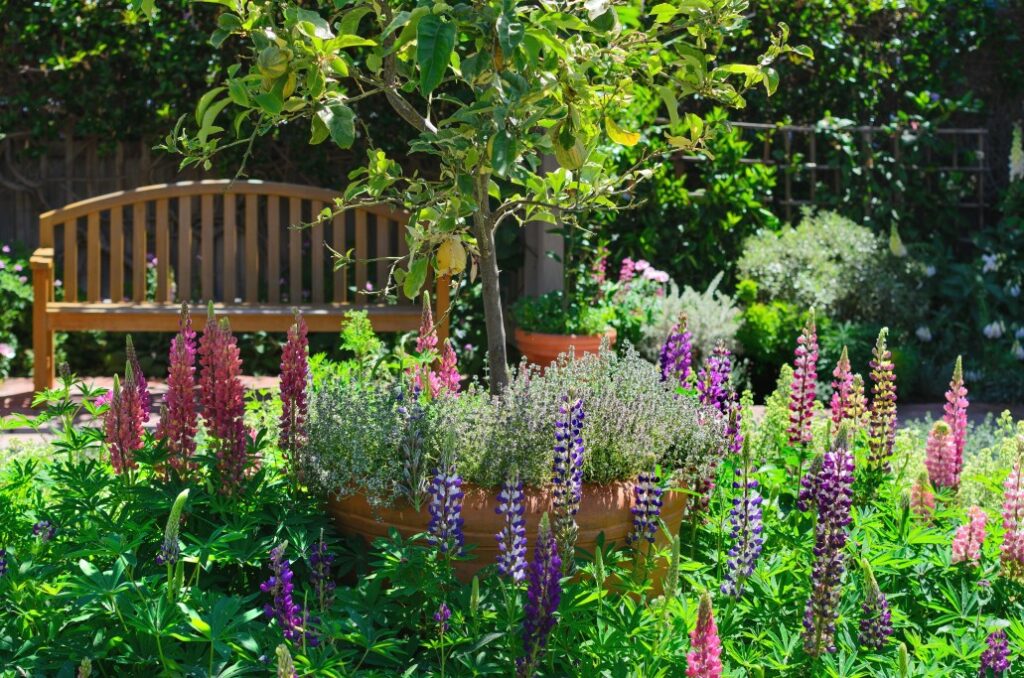 jardin avec des snapdragons