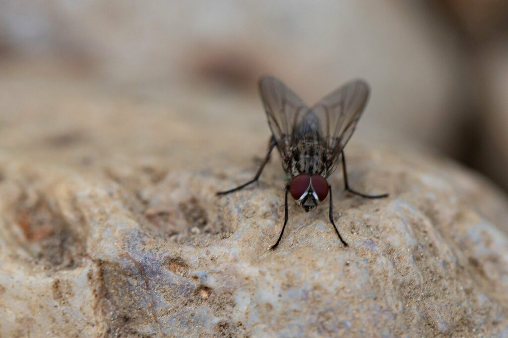 mouche domestique