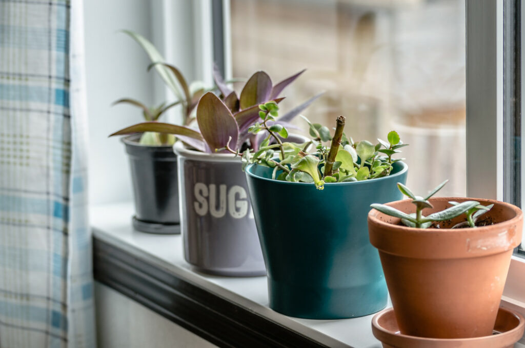 plante de jade en pot