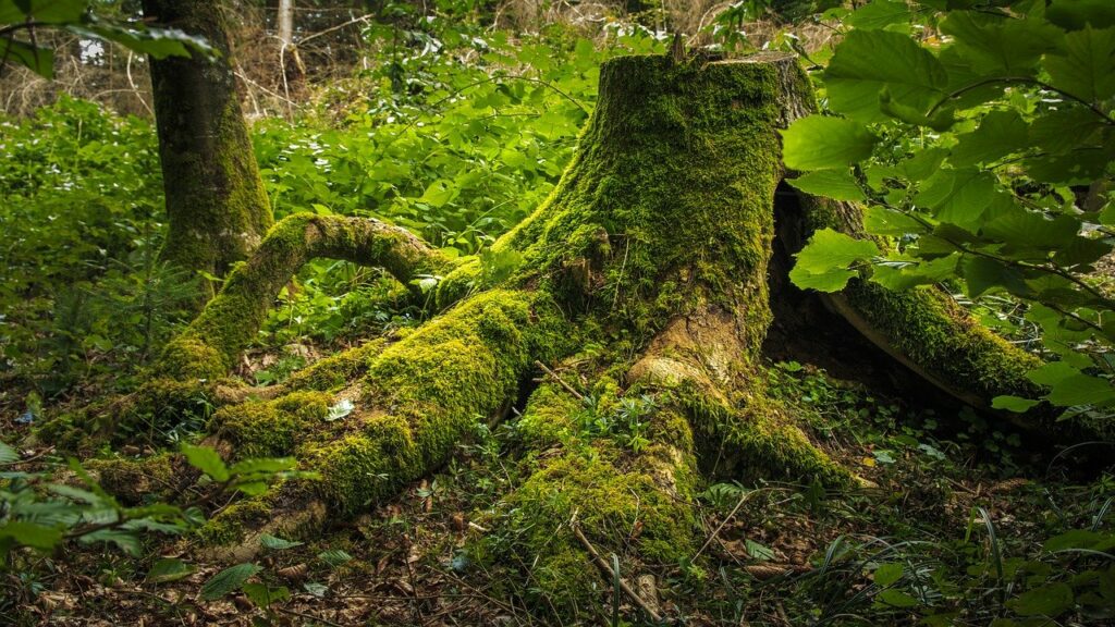 souche d'arbre