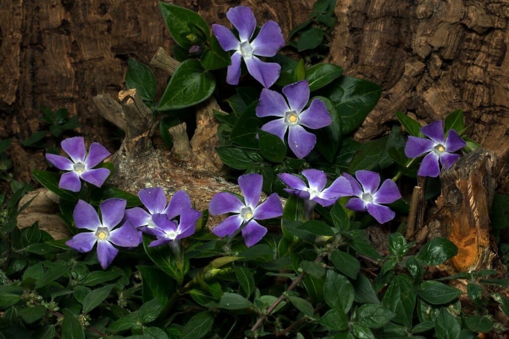 vigne Vinca